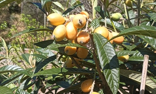 怀孕能不能喝益生菌-哺乳期能吃益生菌吗网 | 益生菌孕妇可以吃吗,益生菌孕妇可以吃吗
